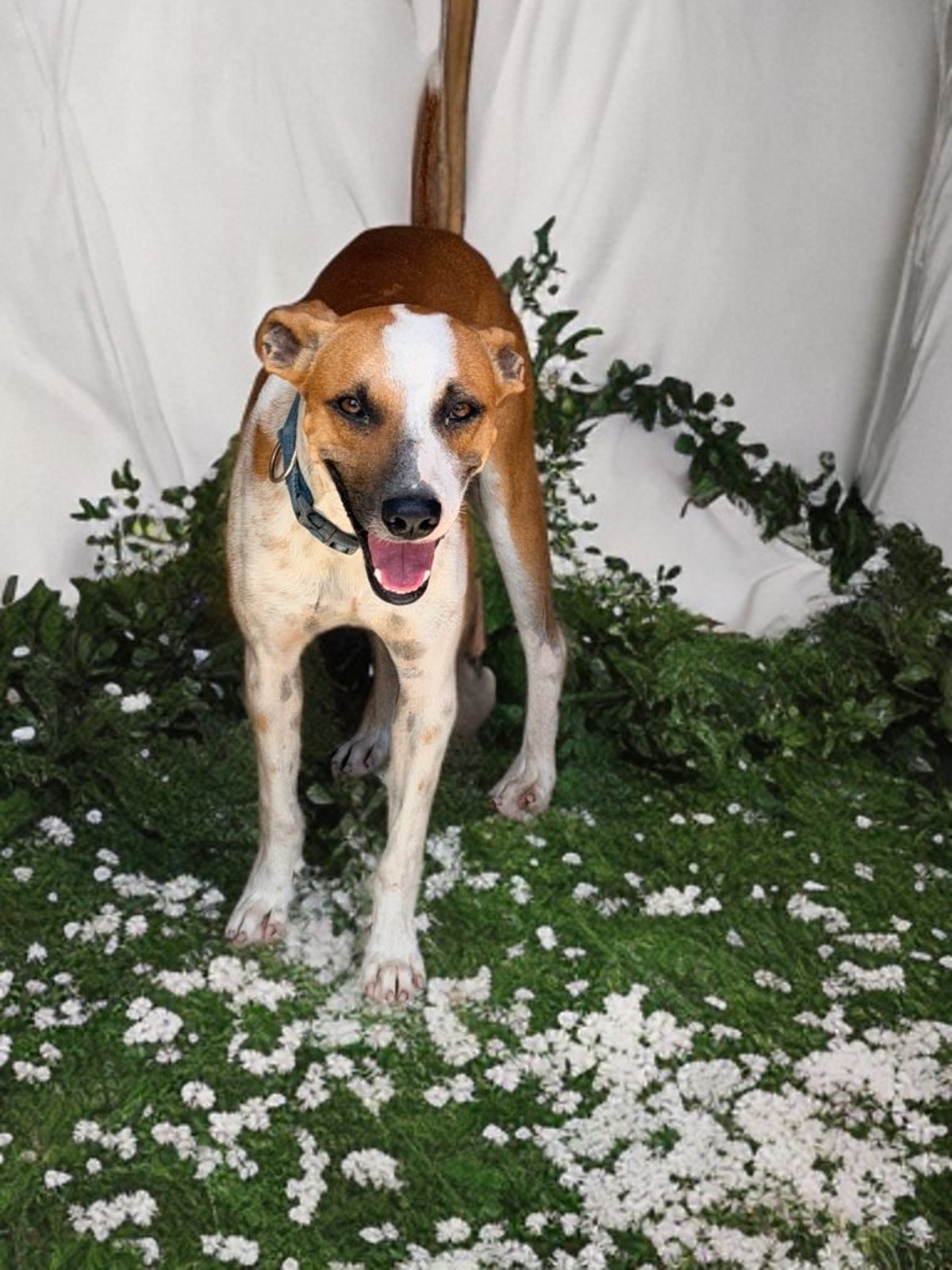 Adoption speedy