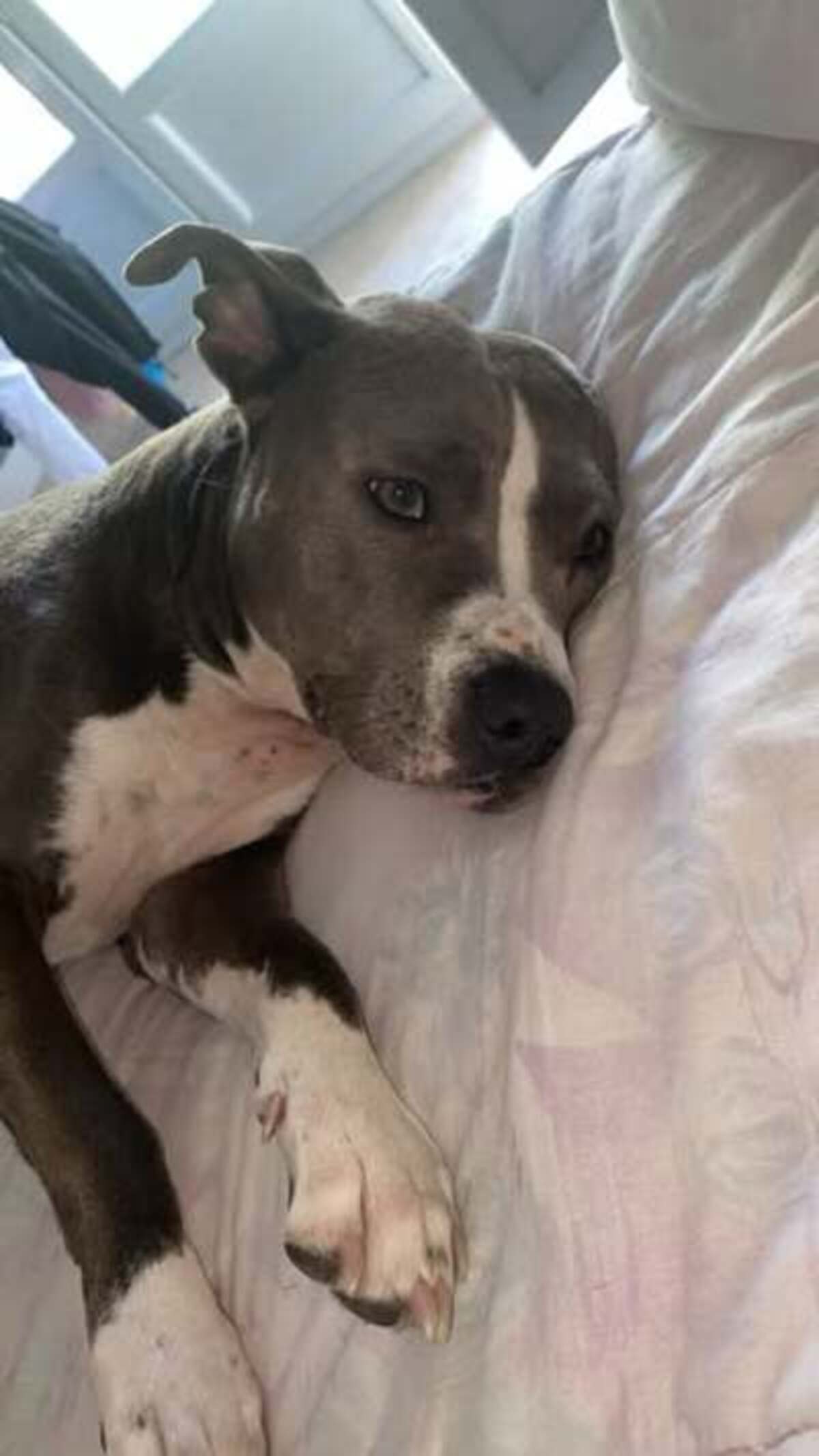 Adoption Kira