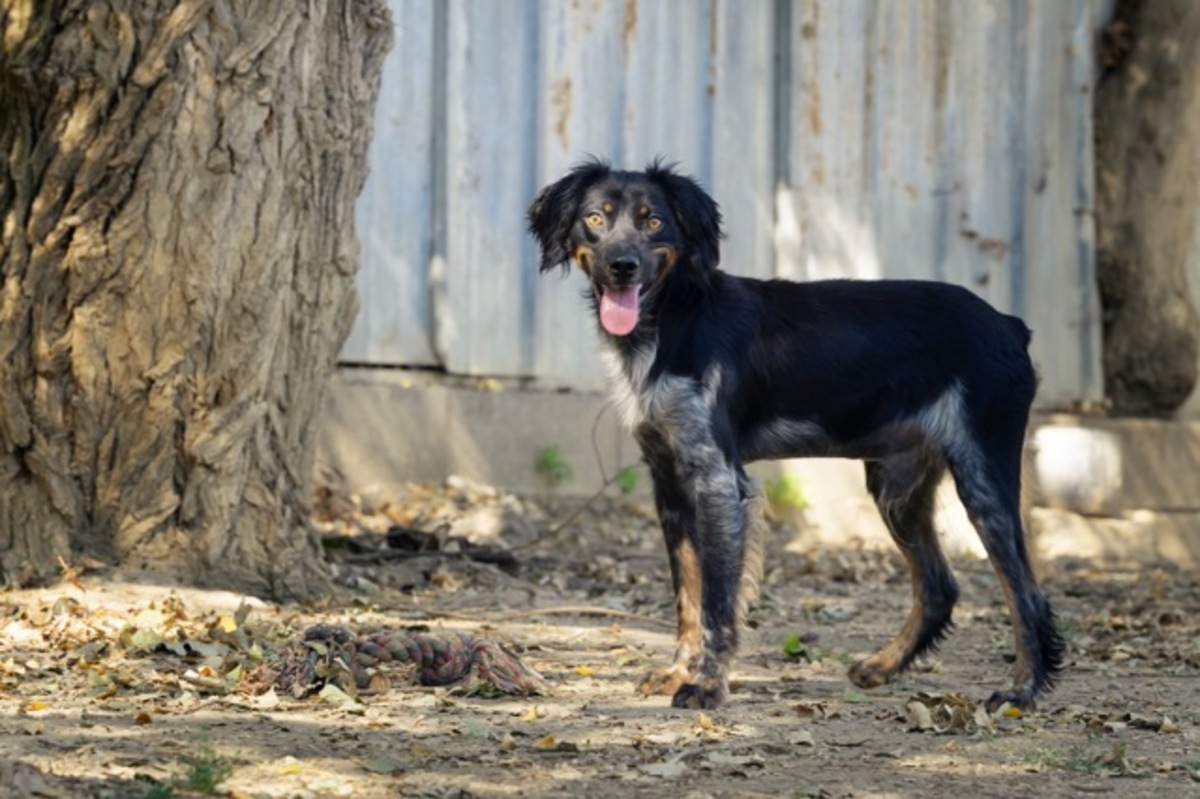 Adoption Aïko