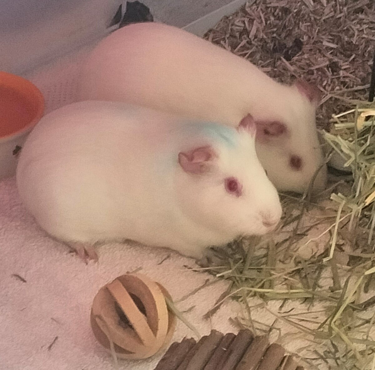 Adoption Fripouille, Chipie et Doudou