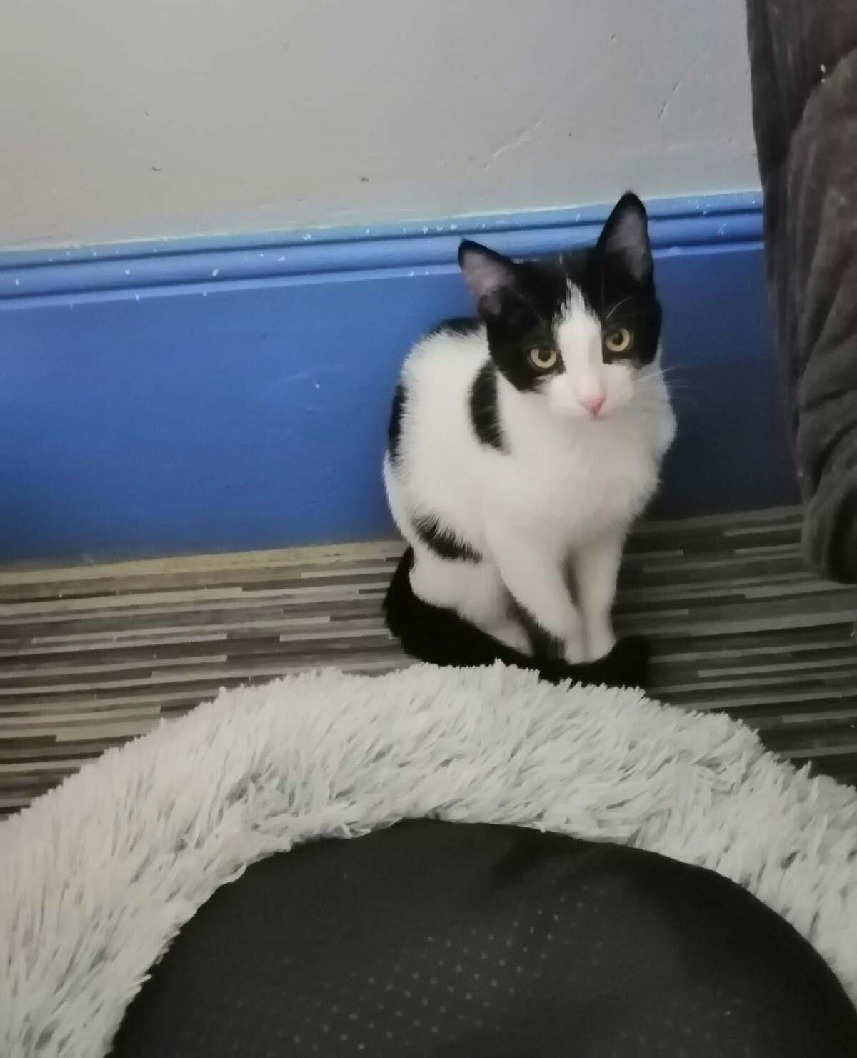 Adoption Brutus