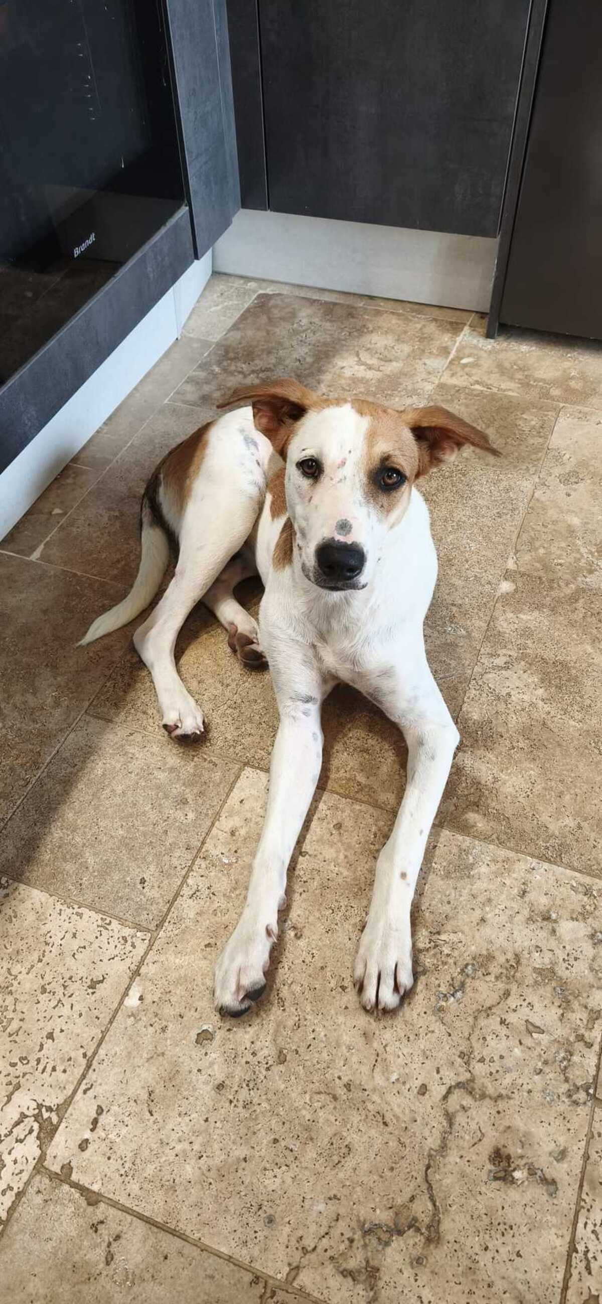 Adoption Savea