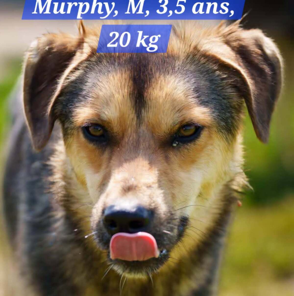 Adoption MURPHY