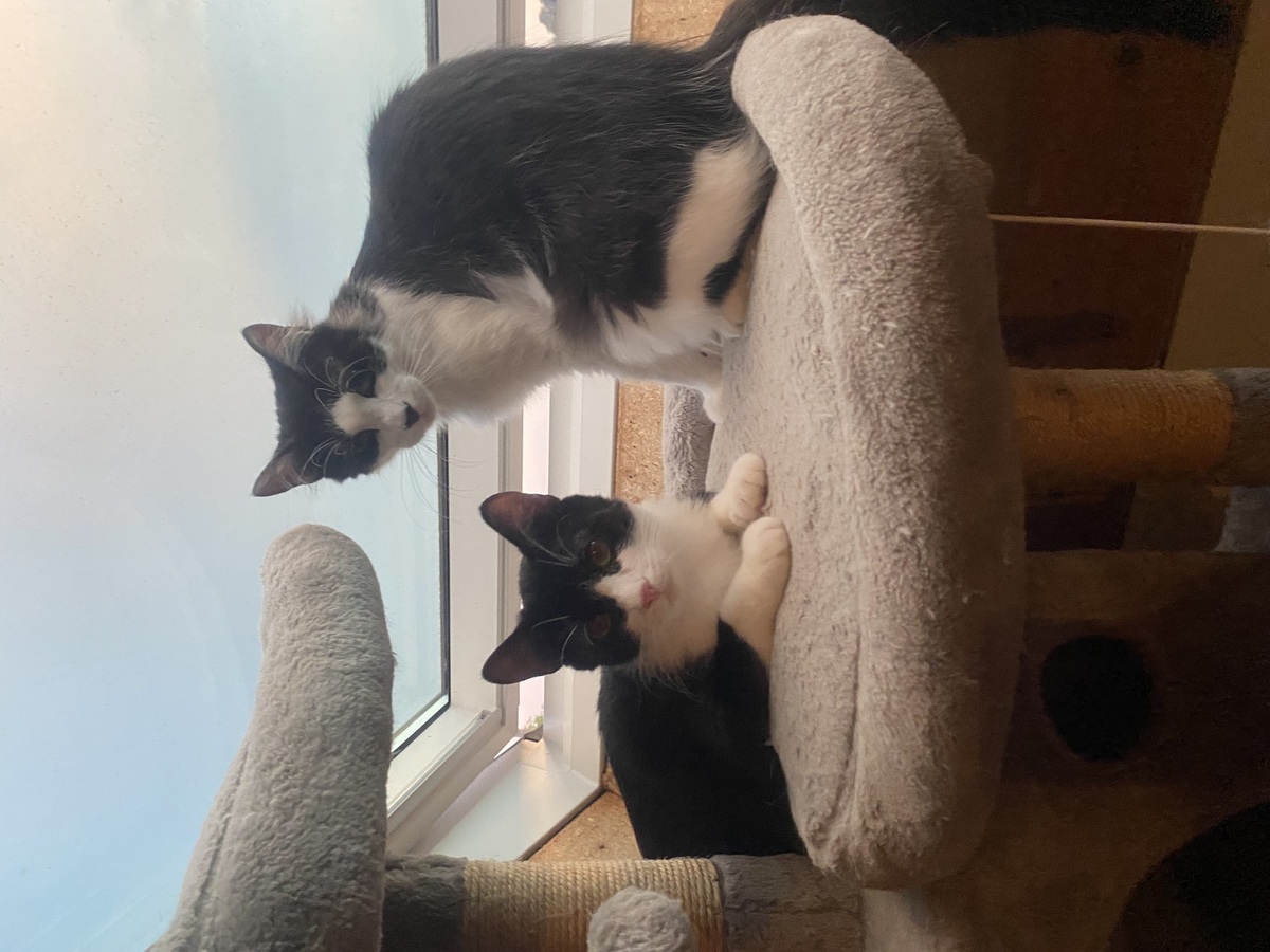 Adoption Maurice