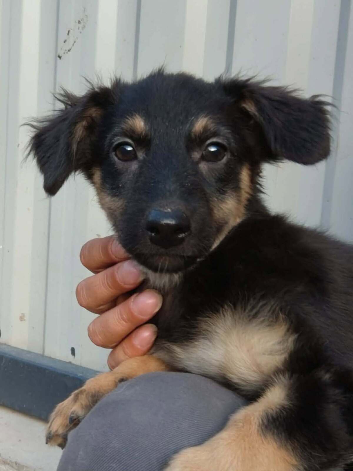 Adoption Chouquette