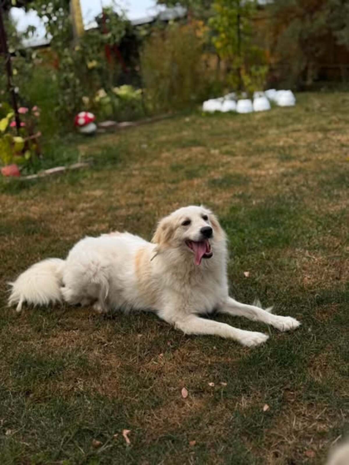Adoption Eléa