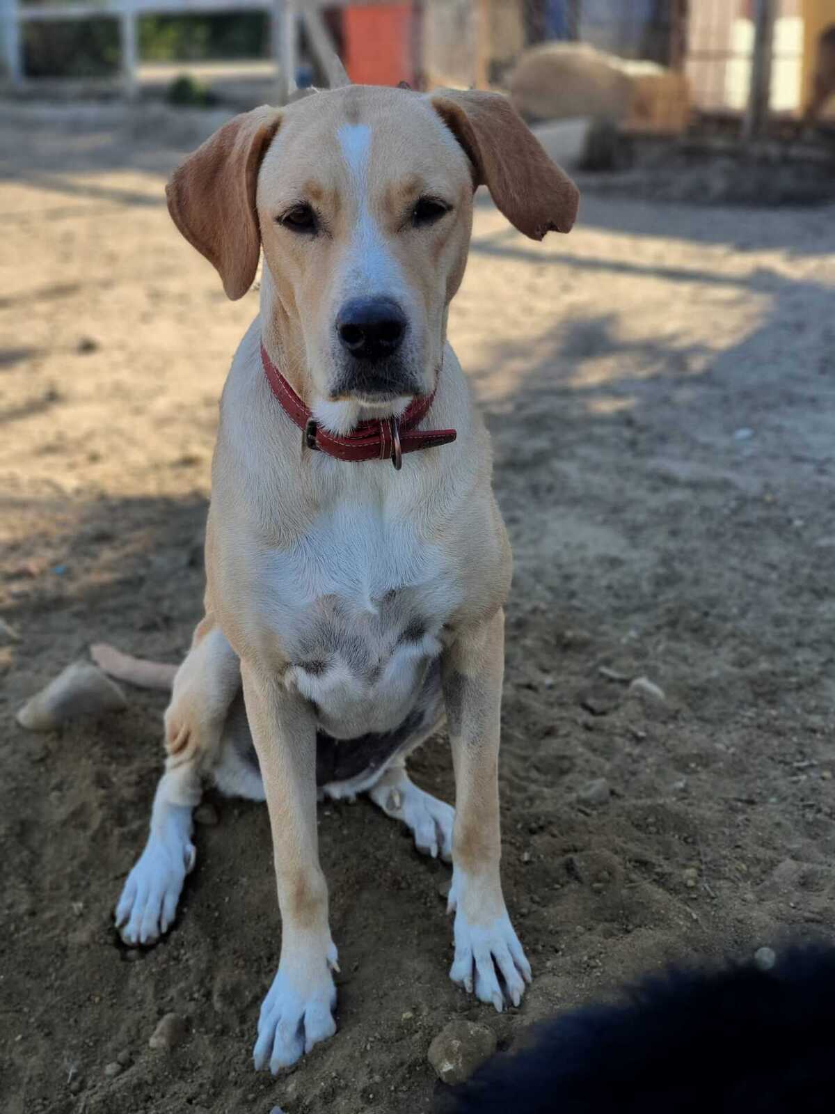 Adoption Brenda