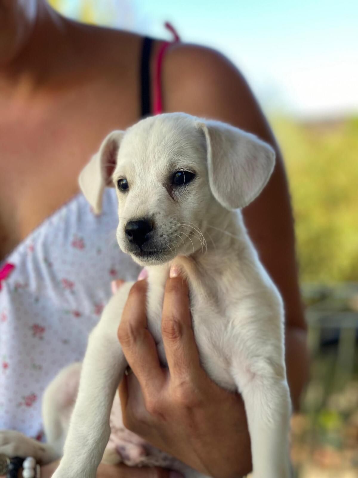 Adoption Lucky