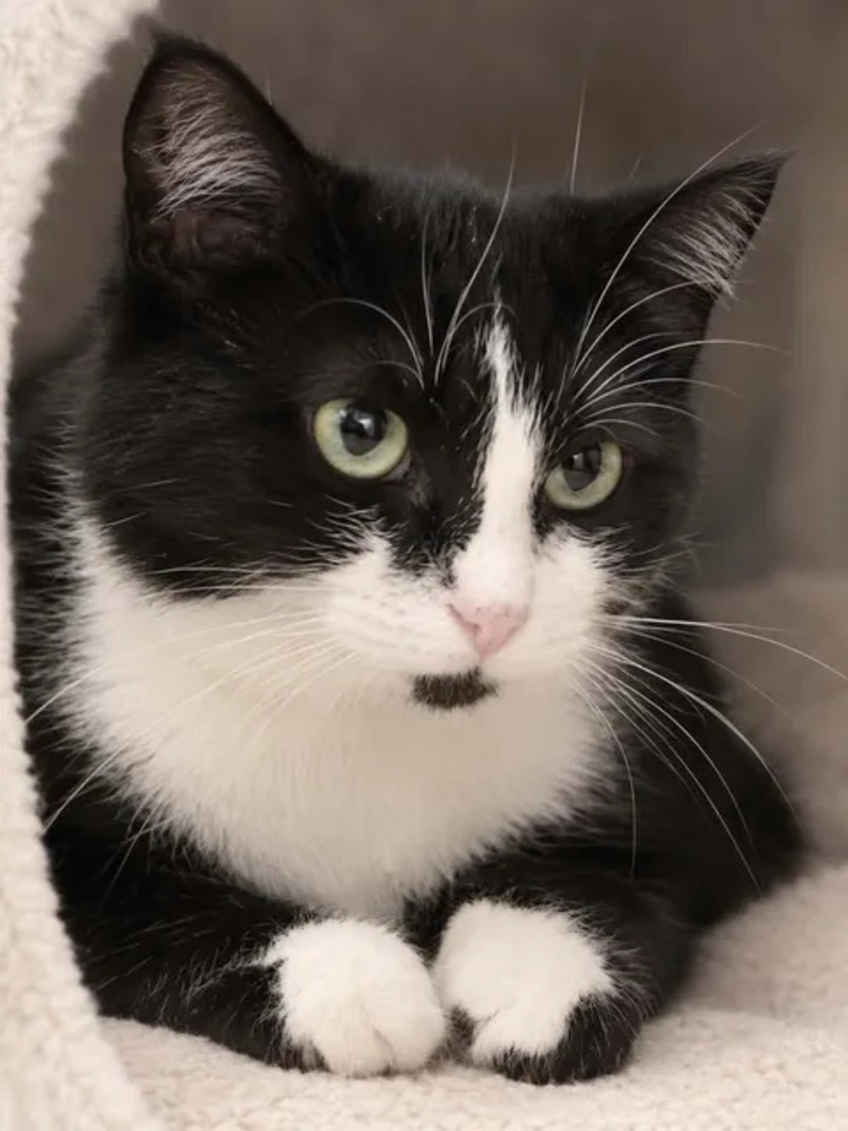 Adoption Ninouche