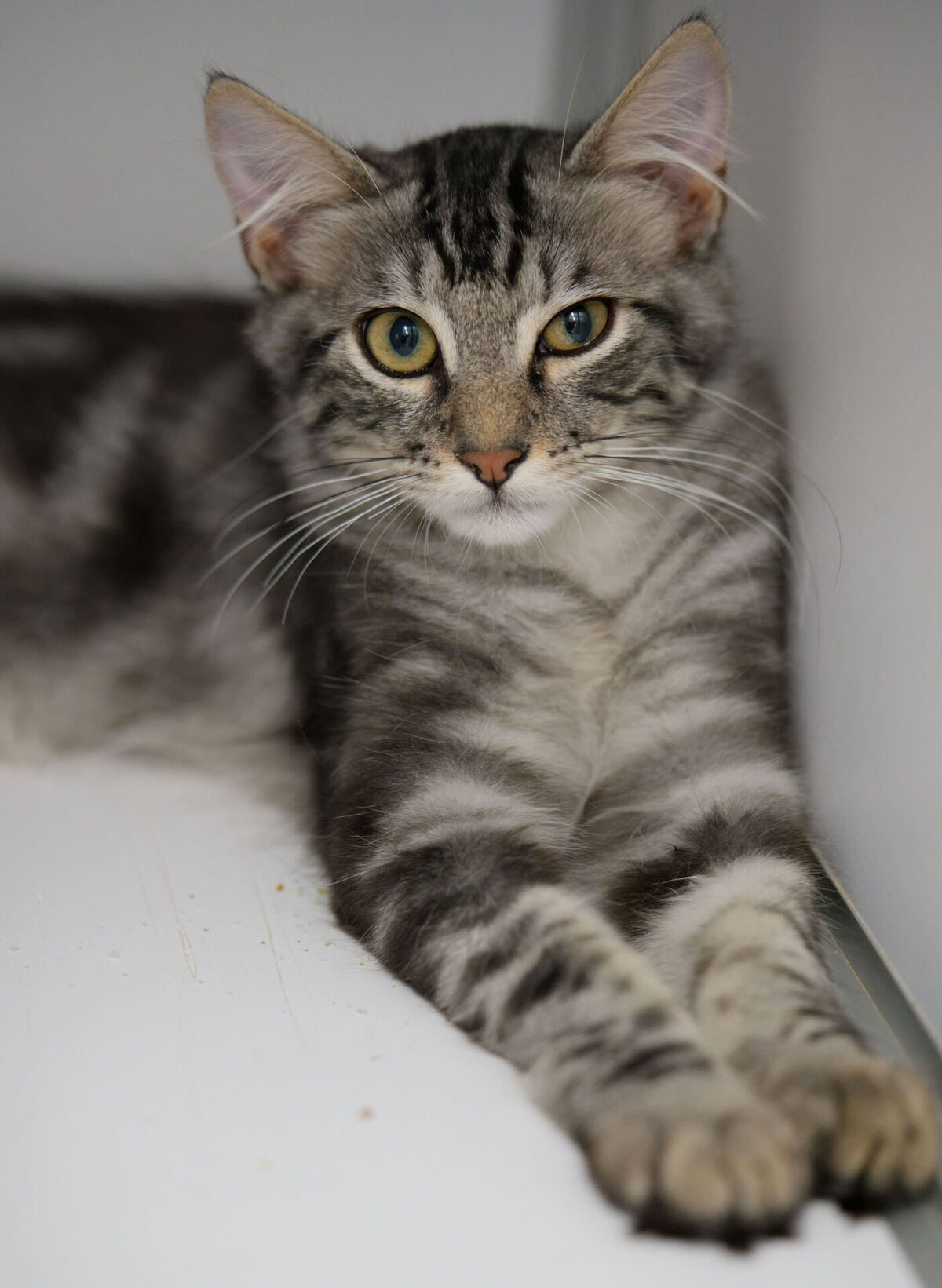 Adoption Tucson