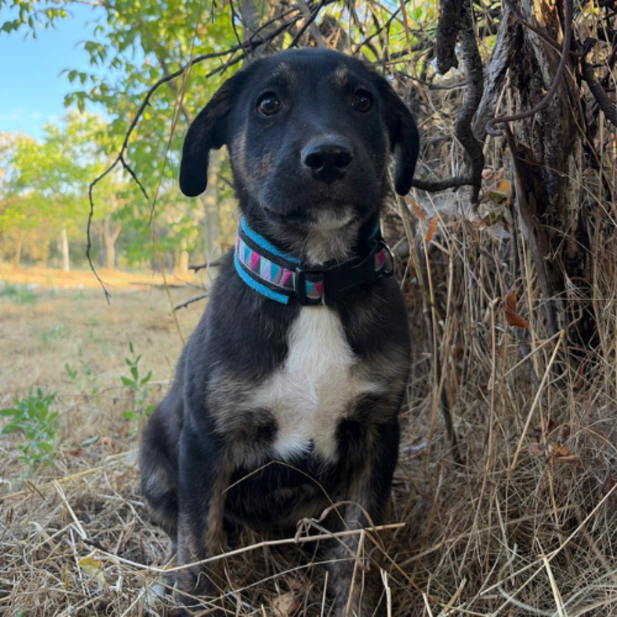 Adoption EOLE
