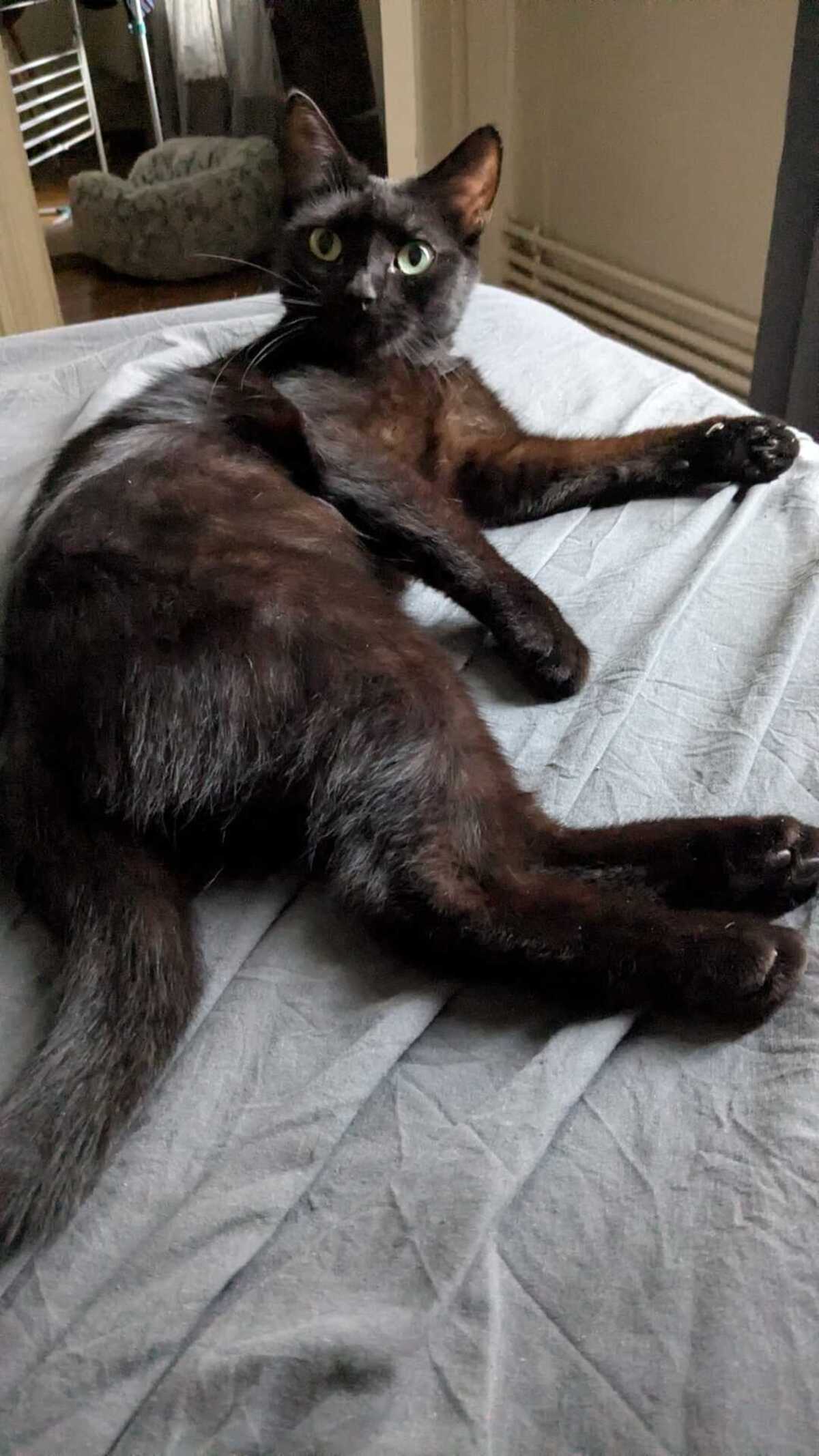 Adoption Chanel