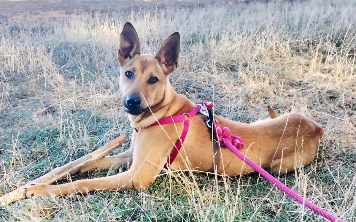 Adoption Zuka