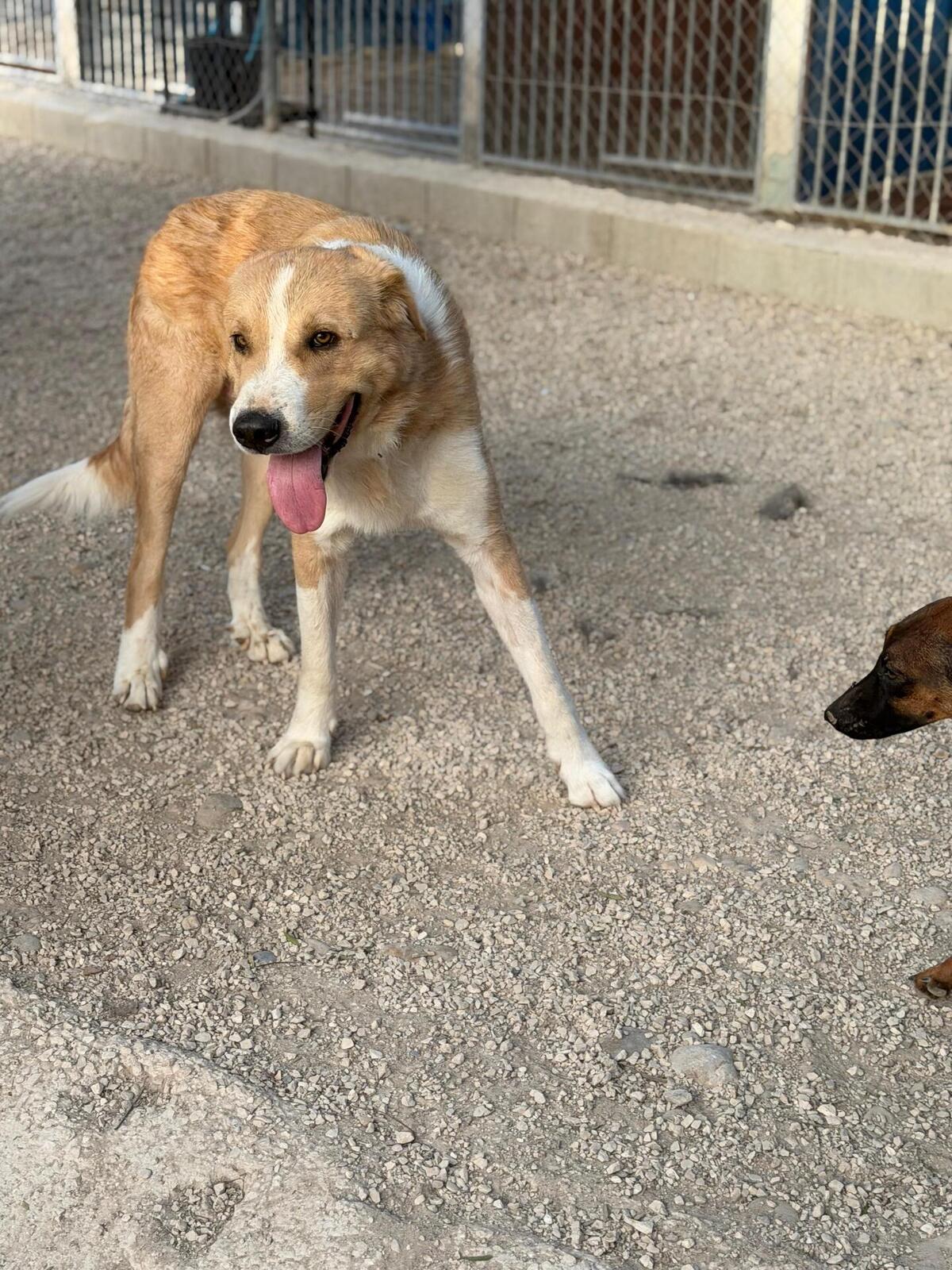 Adoption Guapo