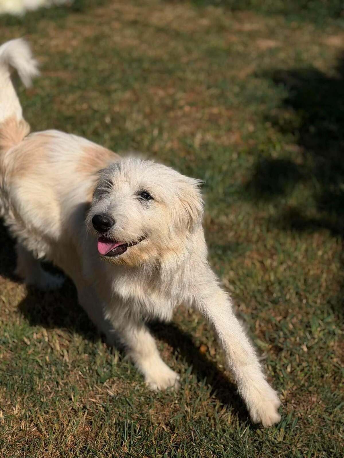 Adoption Boris