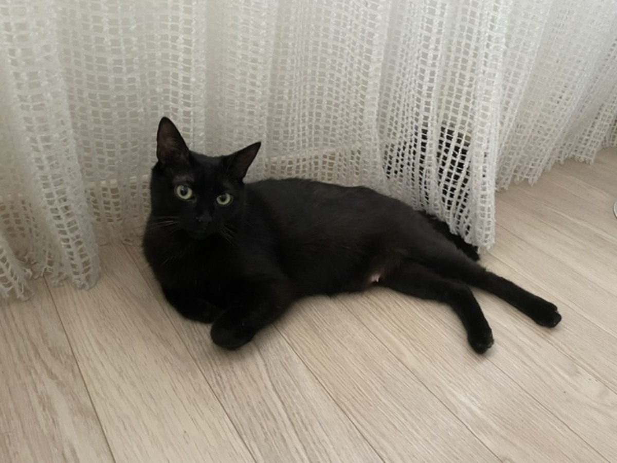 Adoption BELLA