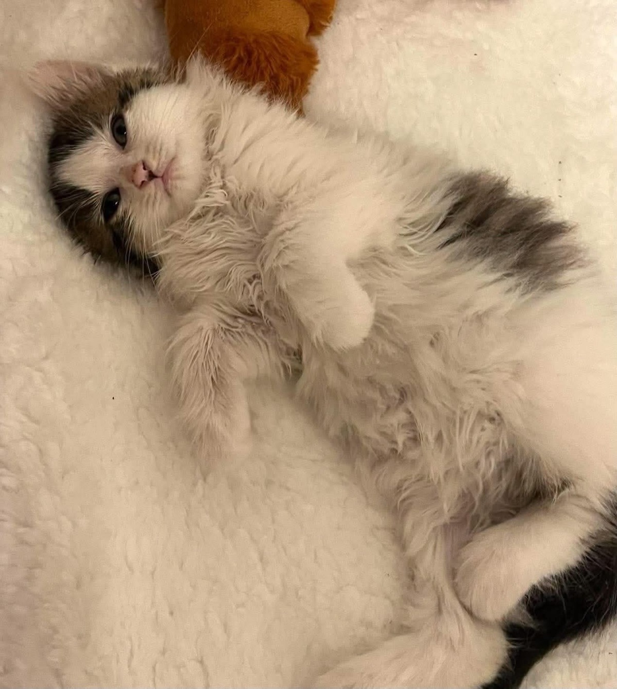 Adoption Velouria et Ficelle Duo 