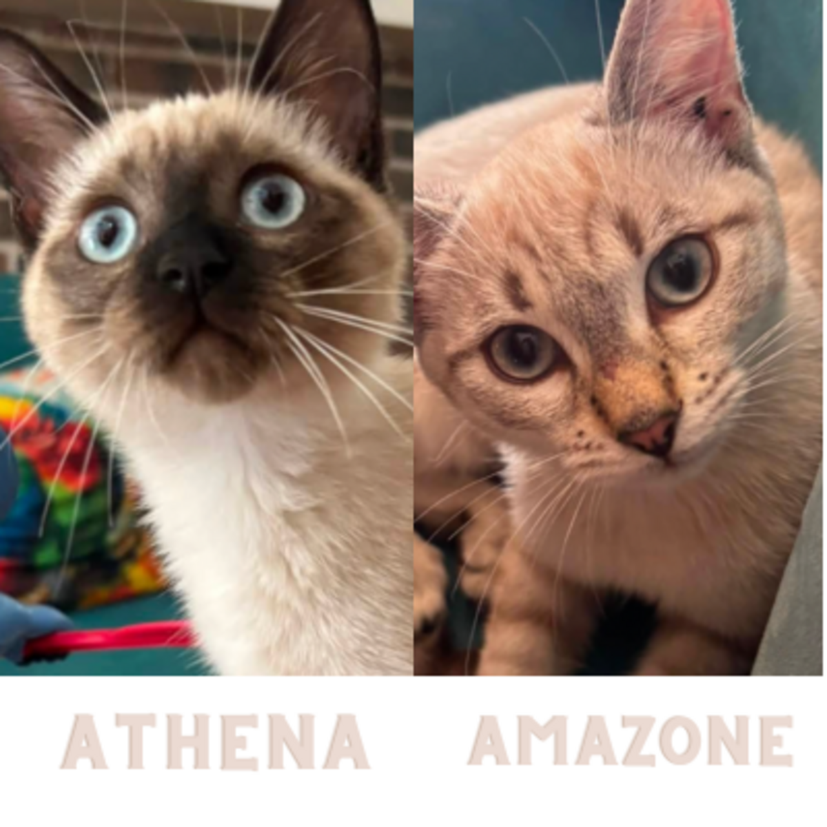 Adoption ATHENA ET AMAZONE