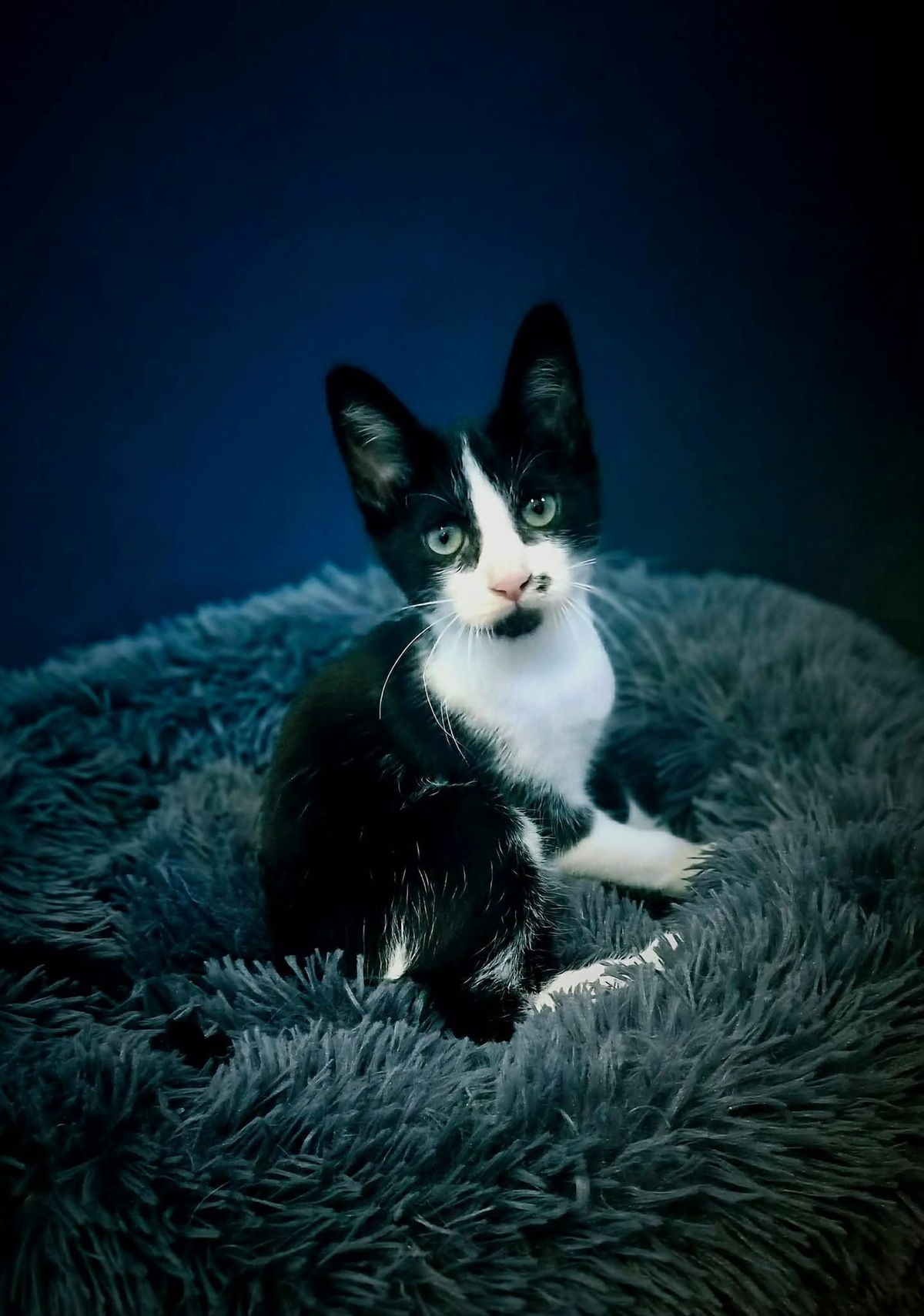 Adoption FIGARO