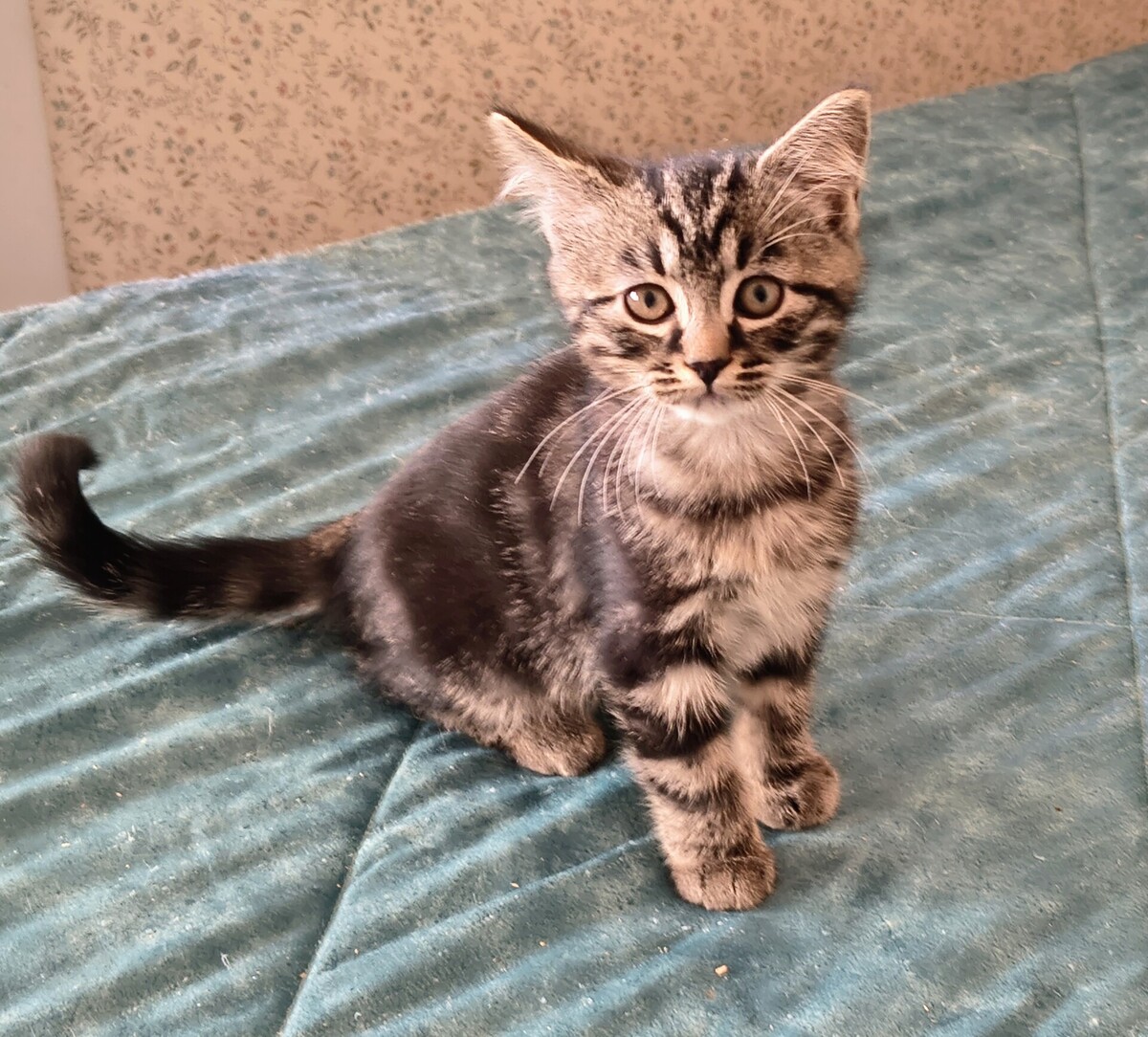 Adoption Elias