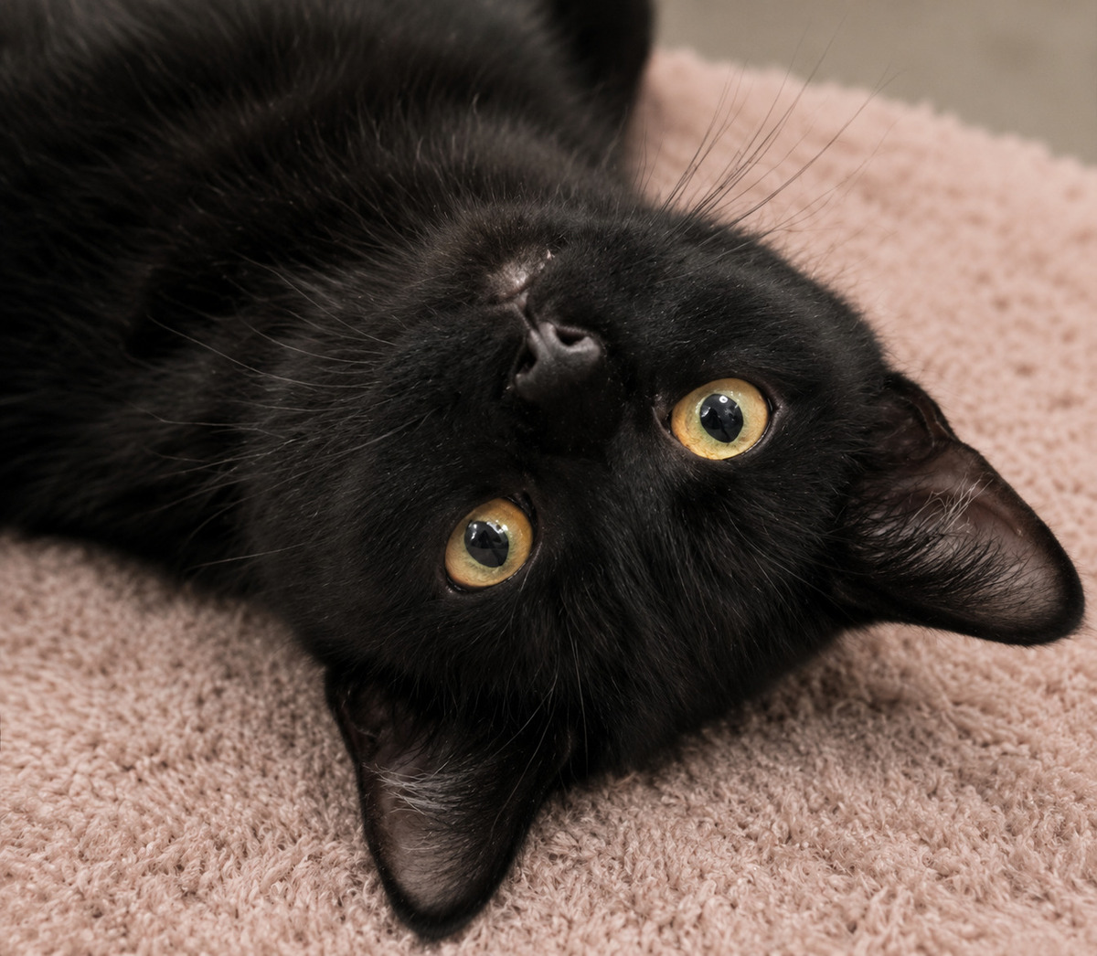 Adoption Mako