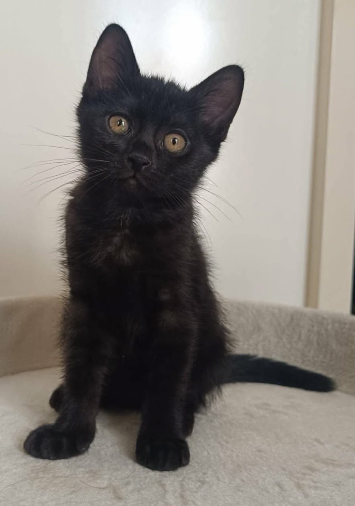 Adoption GUINNESS