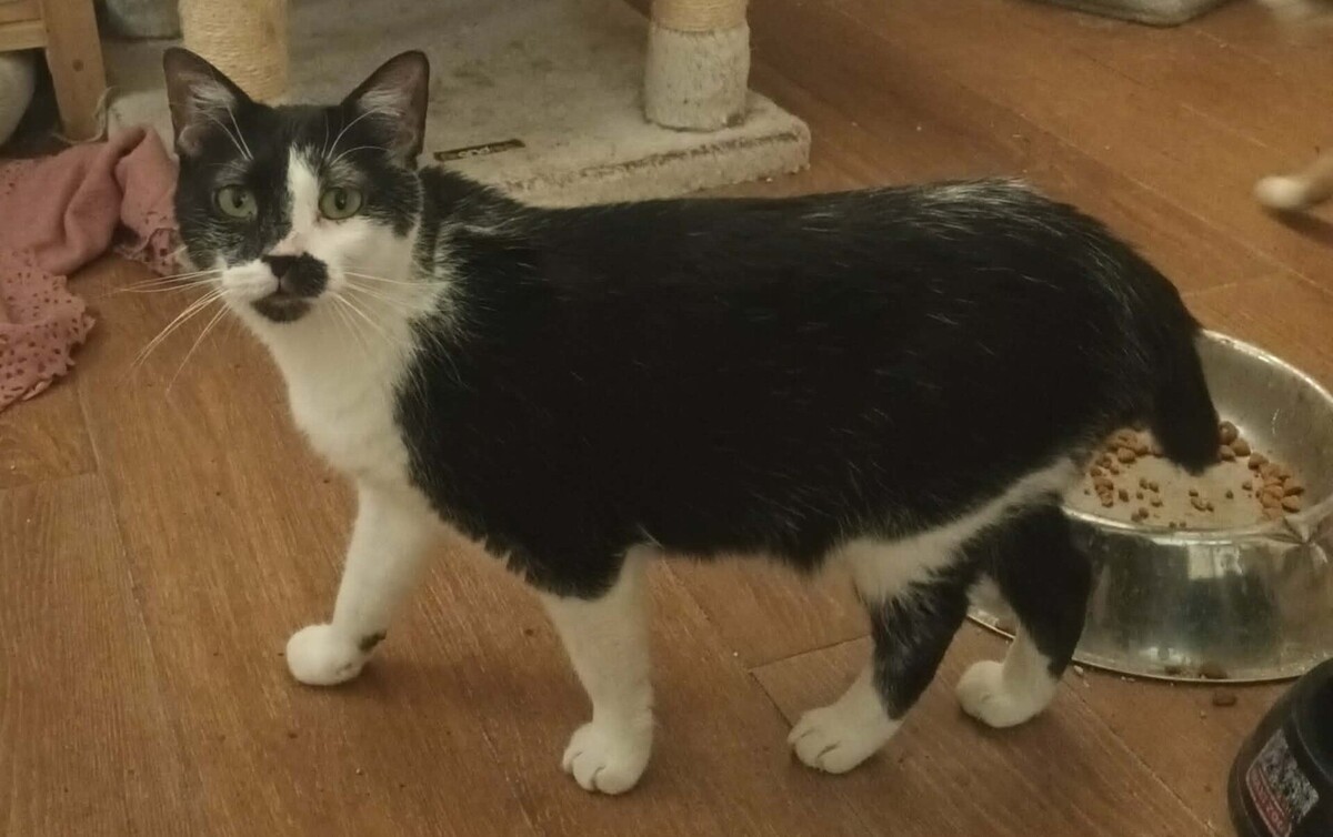 Adoption Lise