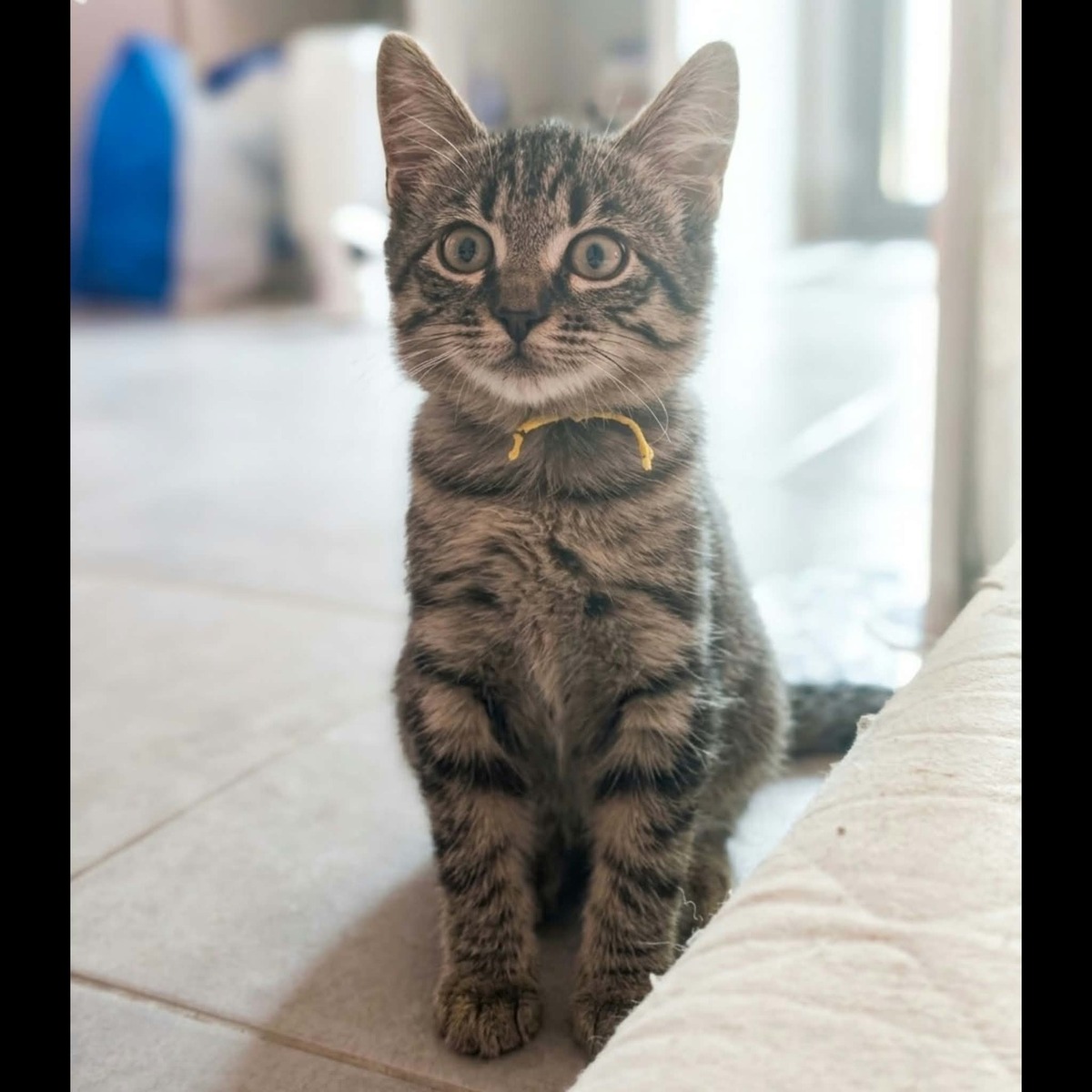Adoption Pixel