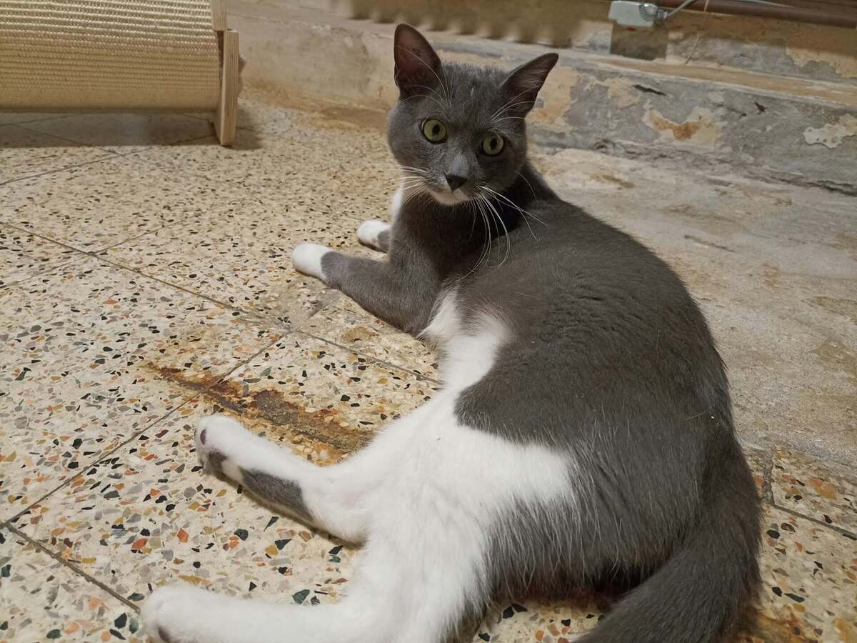 Adoption Doumé