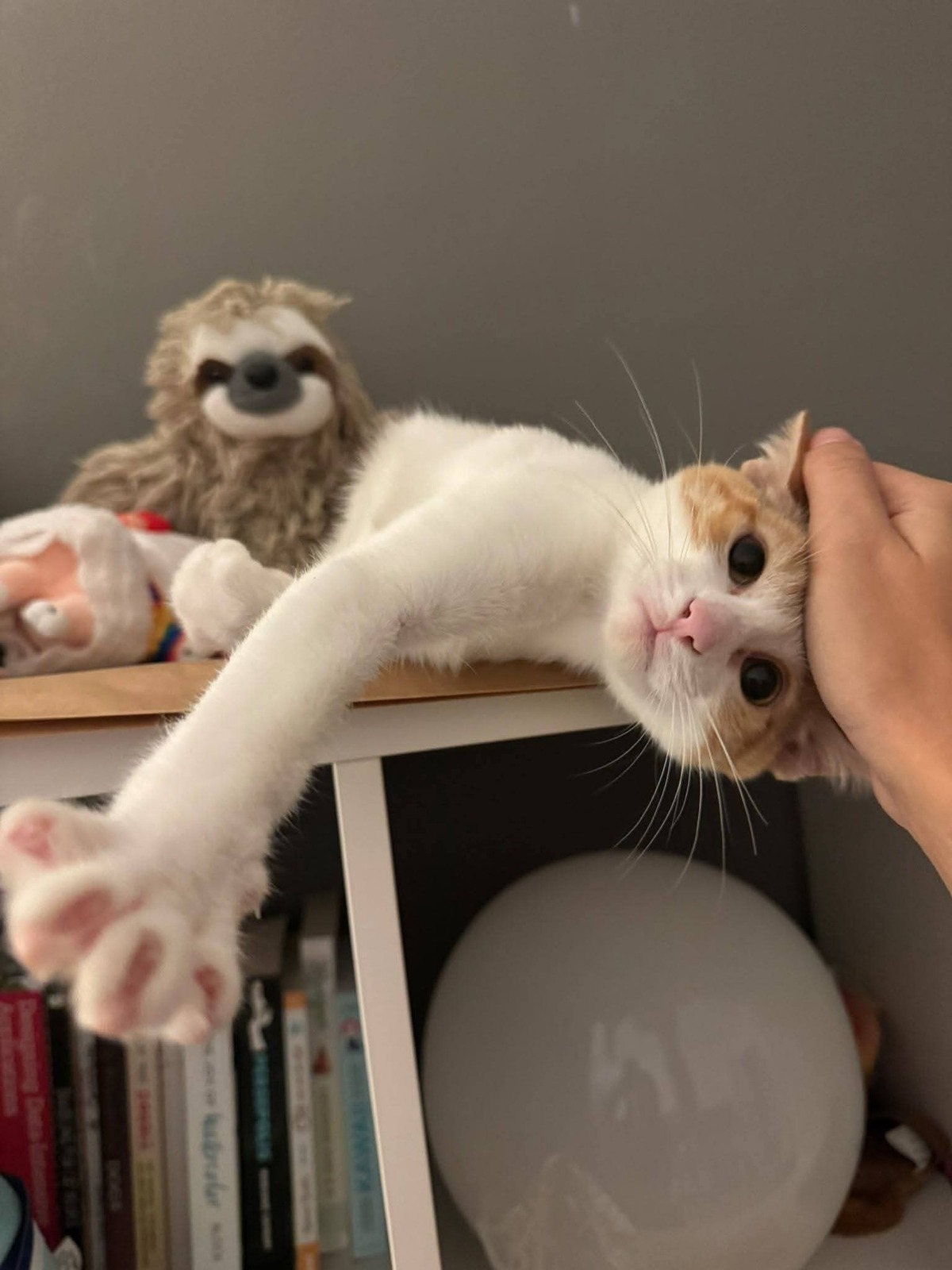 Adoption Curly