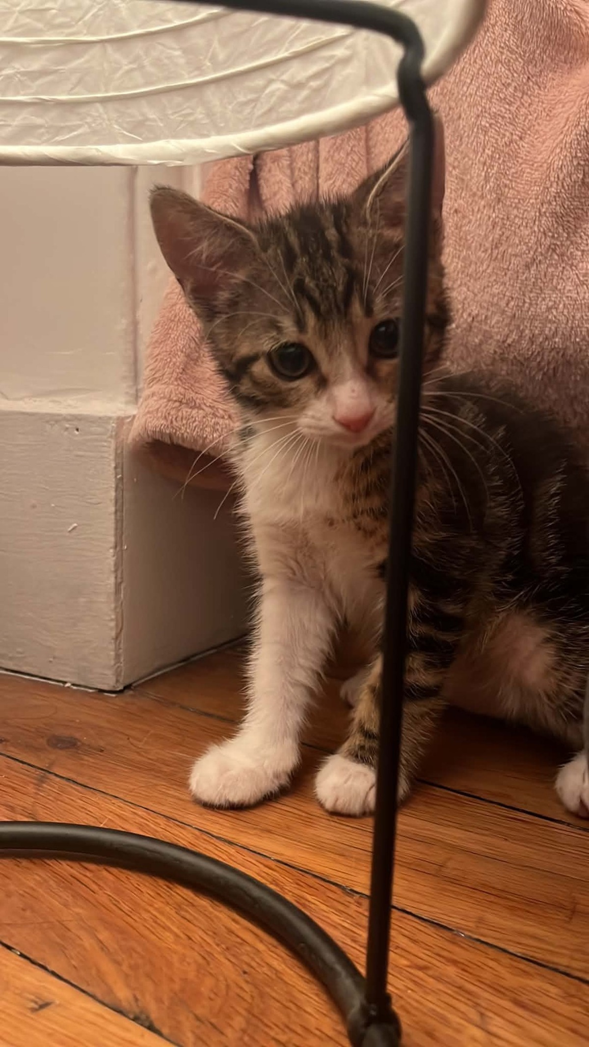 Adoption Mei