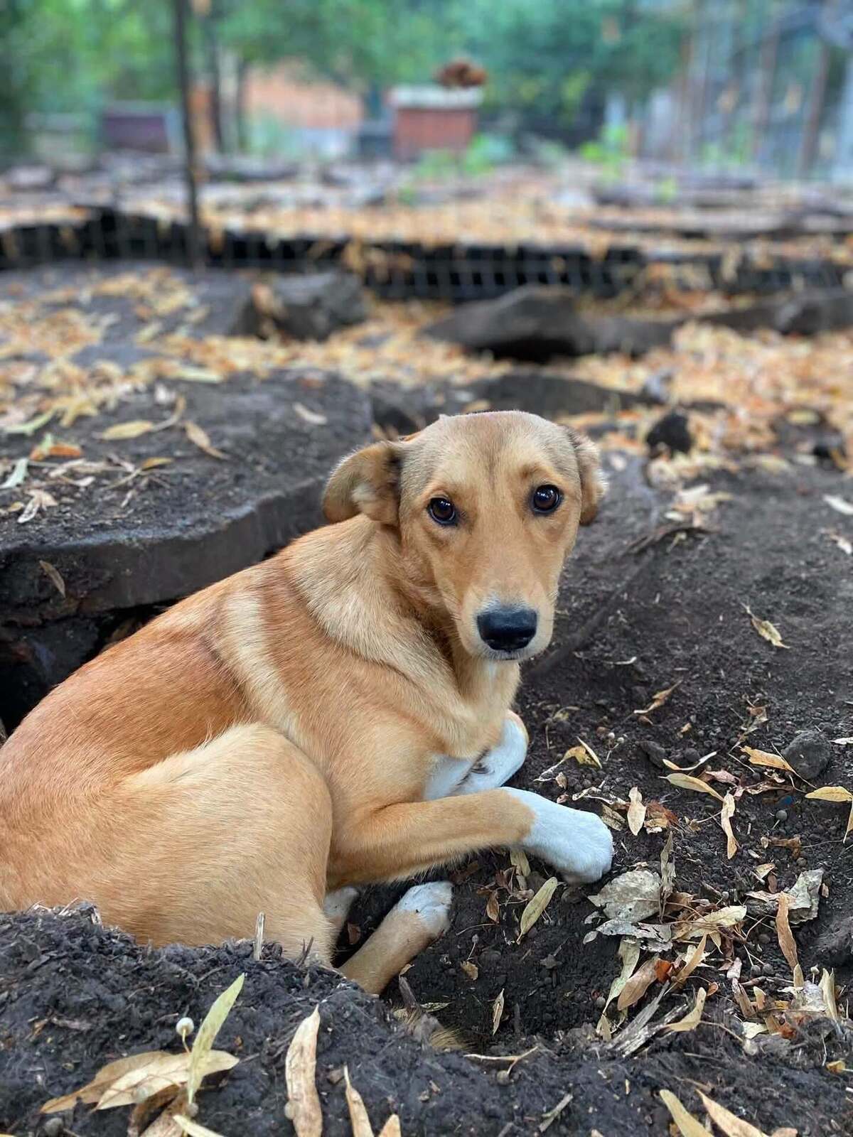 Adoption Frida