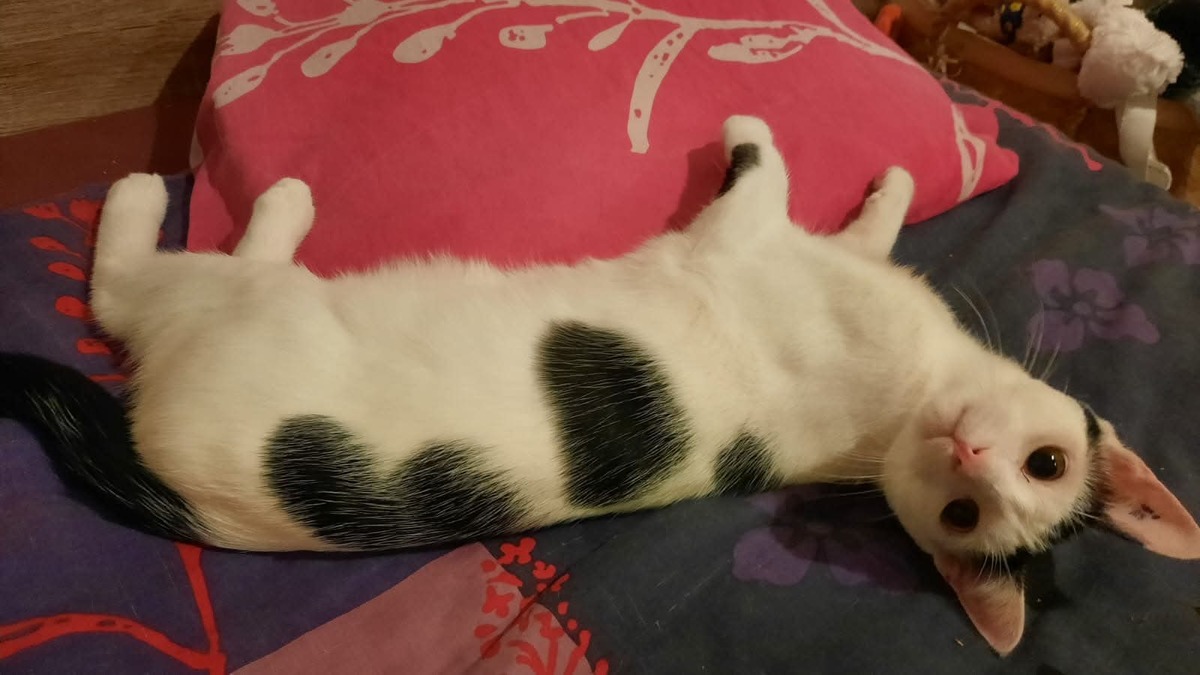Adoption Hubble