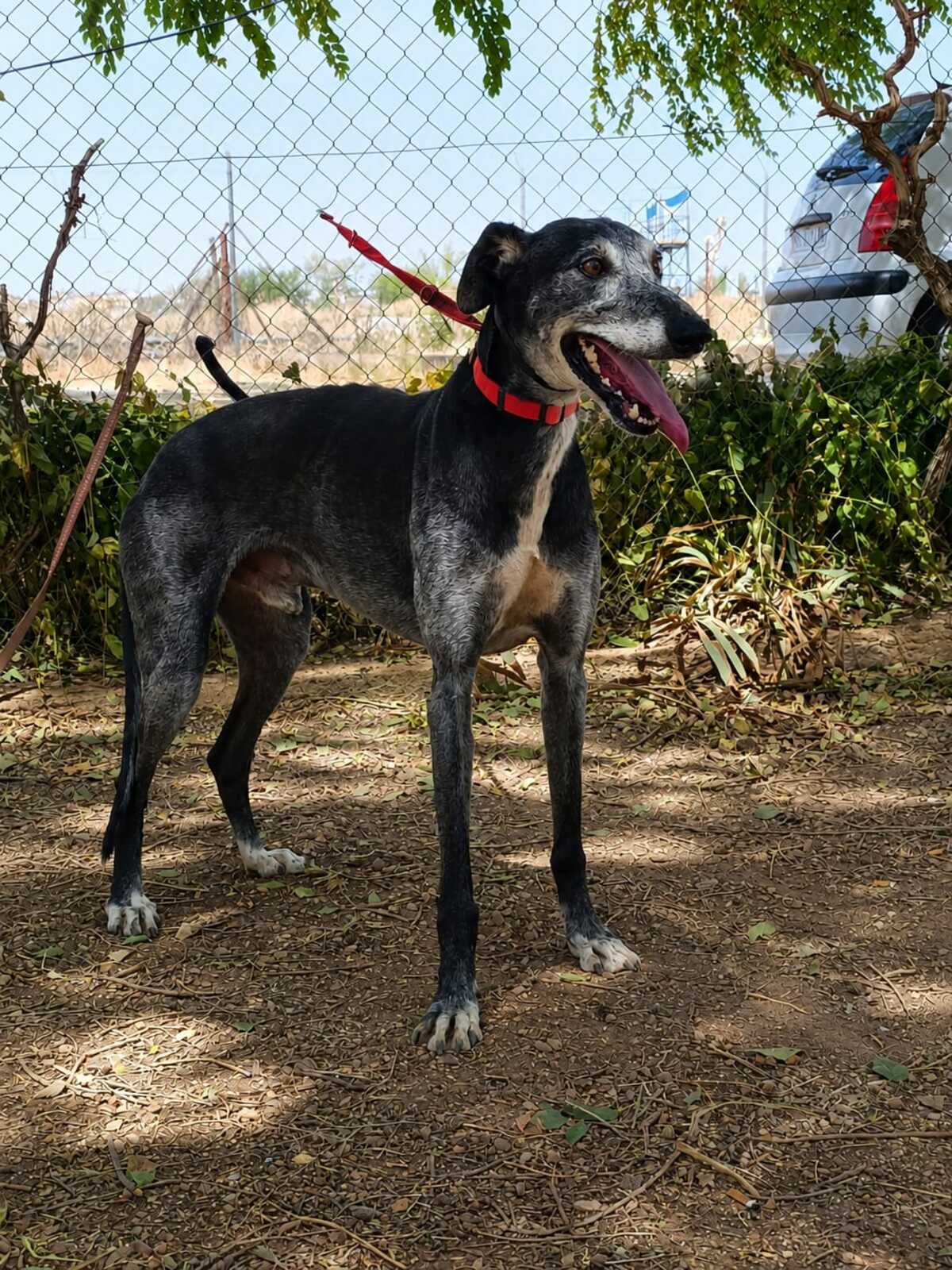 Adoption Camaron