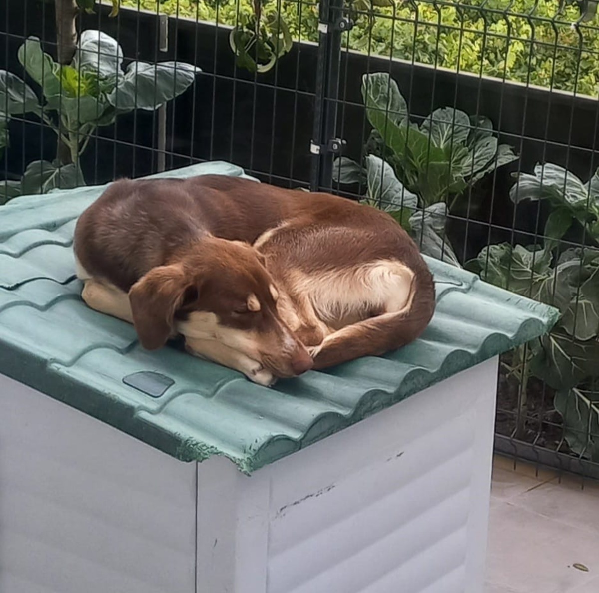 Adoption Luna