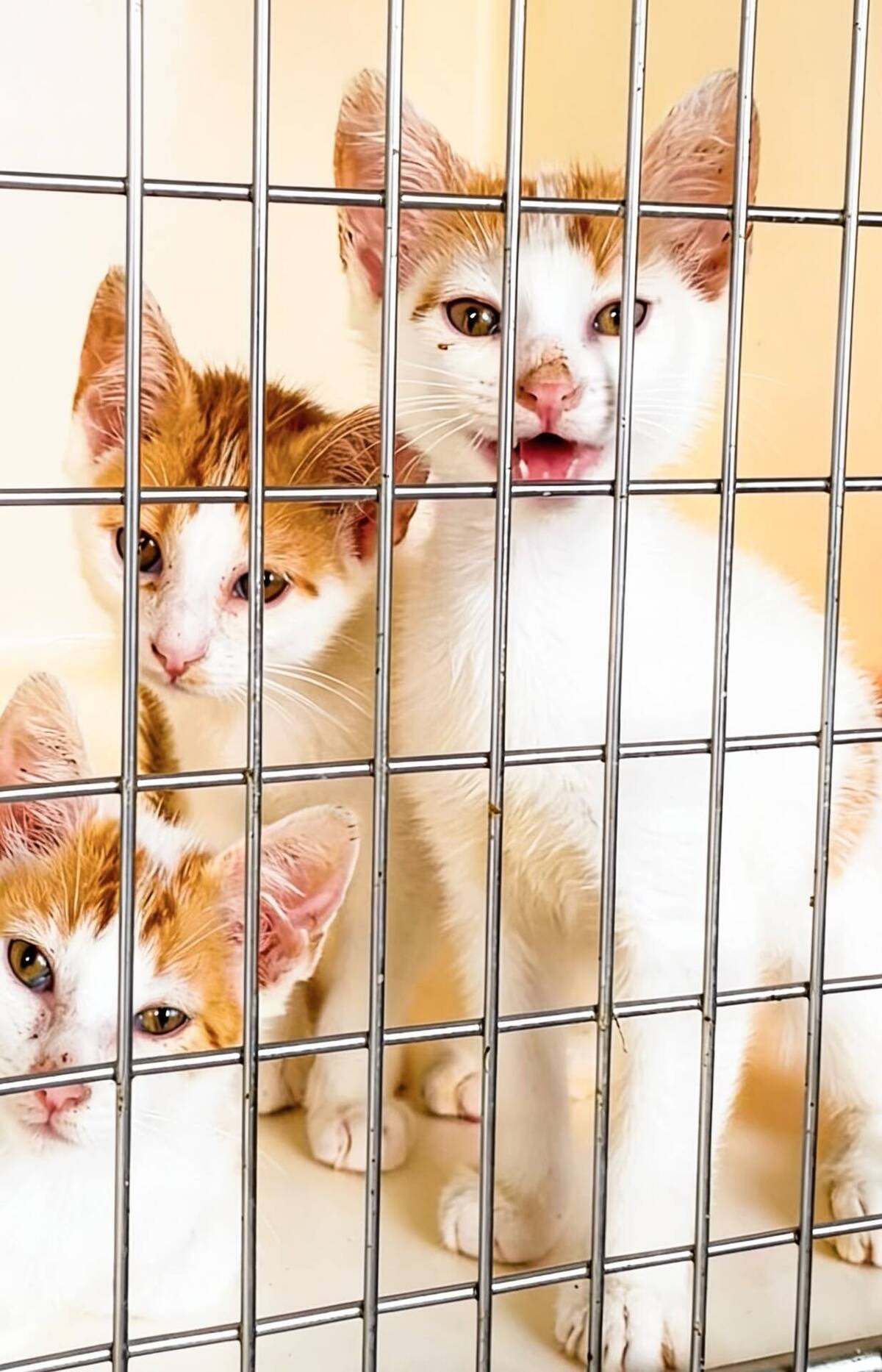Adoption NINA