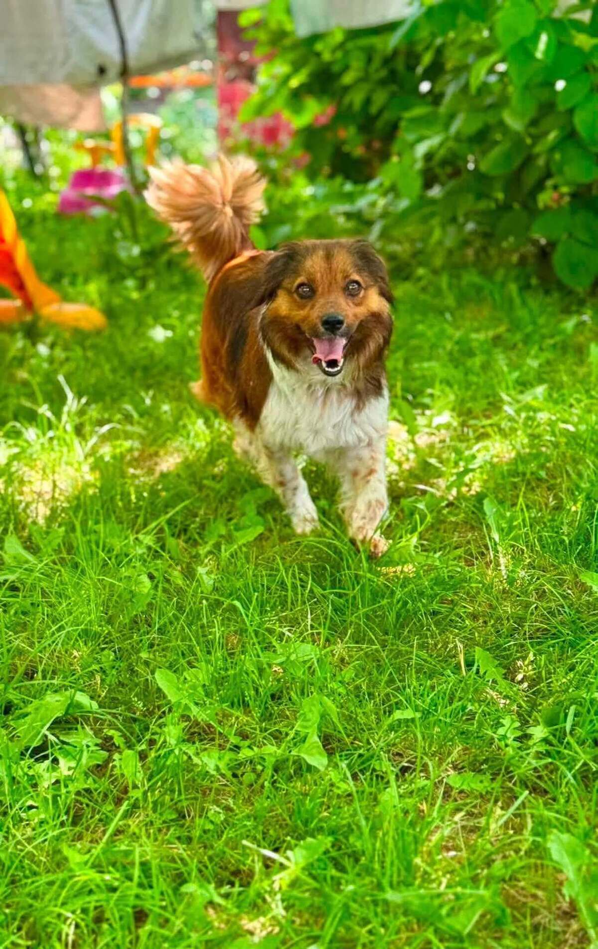 Adoption SUKI