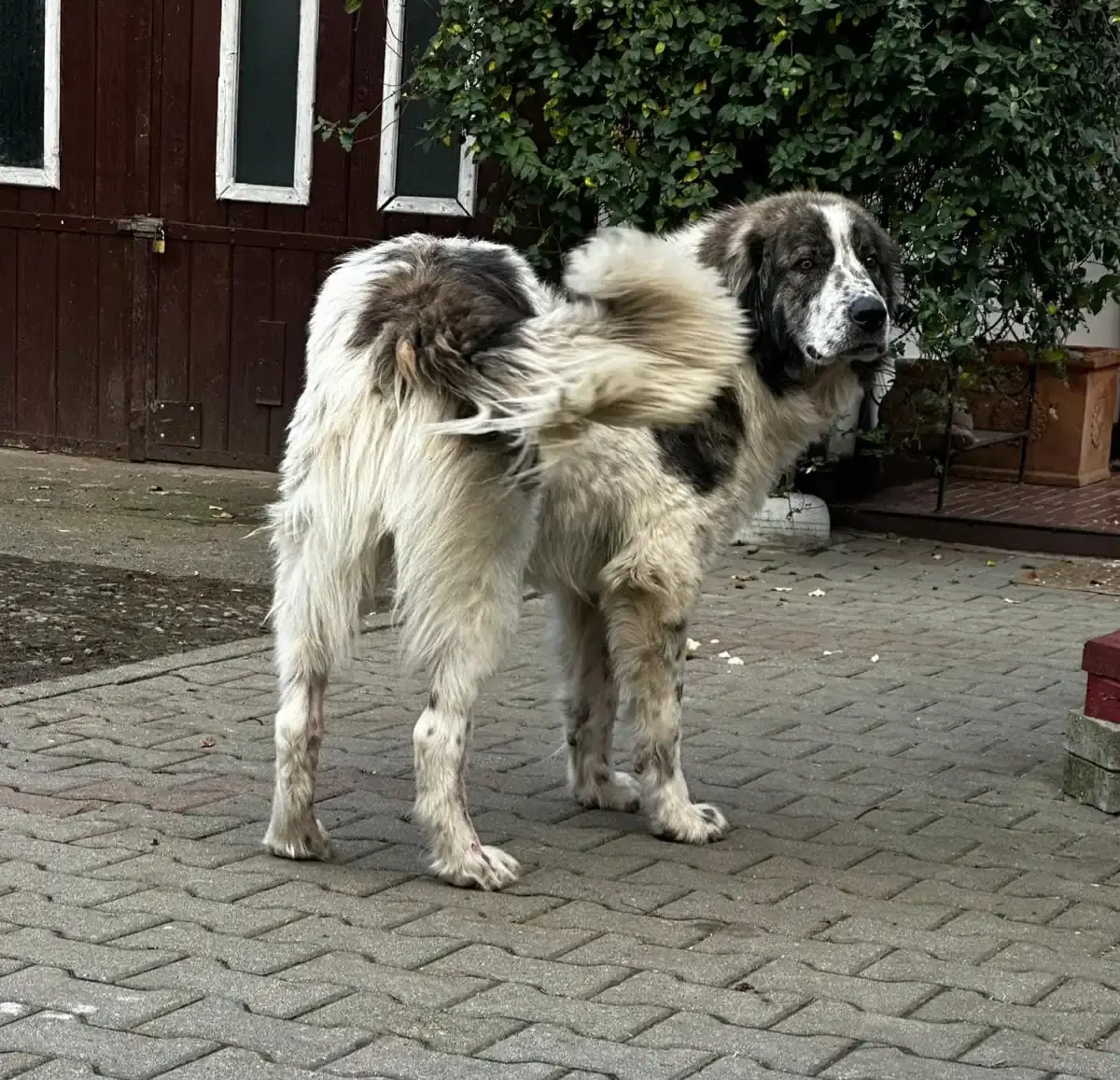 Adoption Valegro