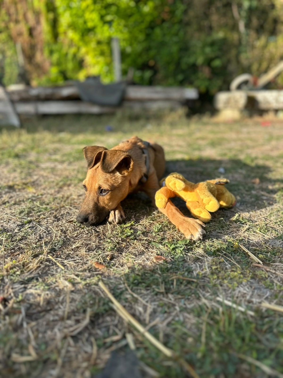 Adoption Aska