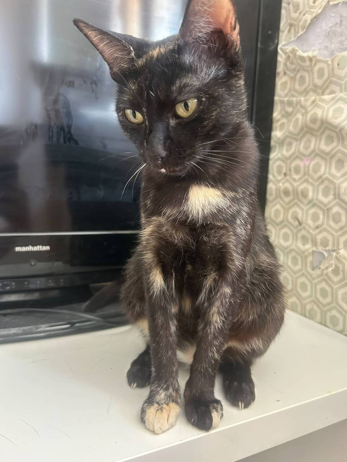 Adoption Amarice