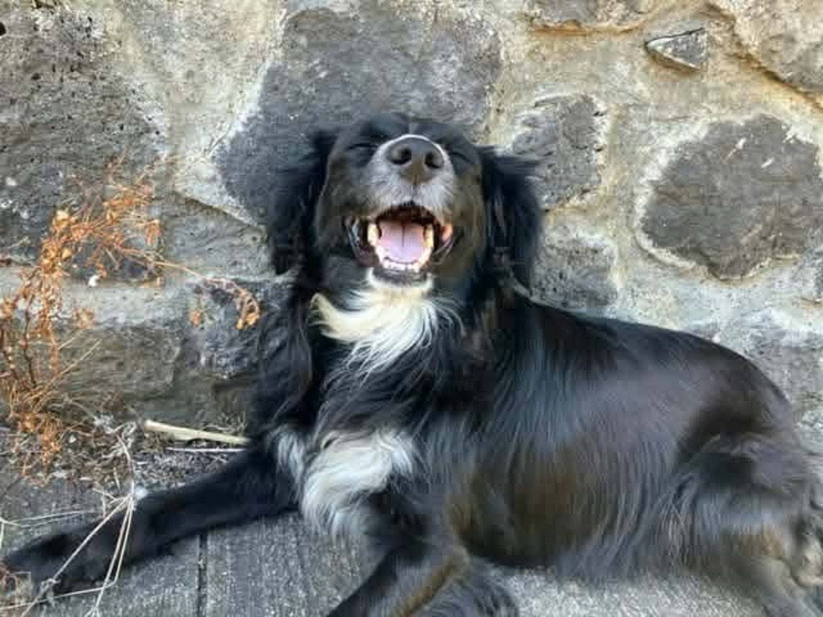 Adoption Ziggy