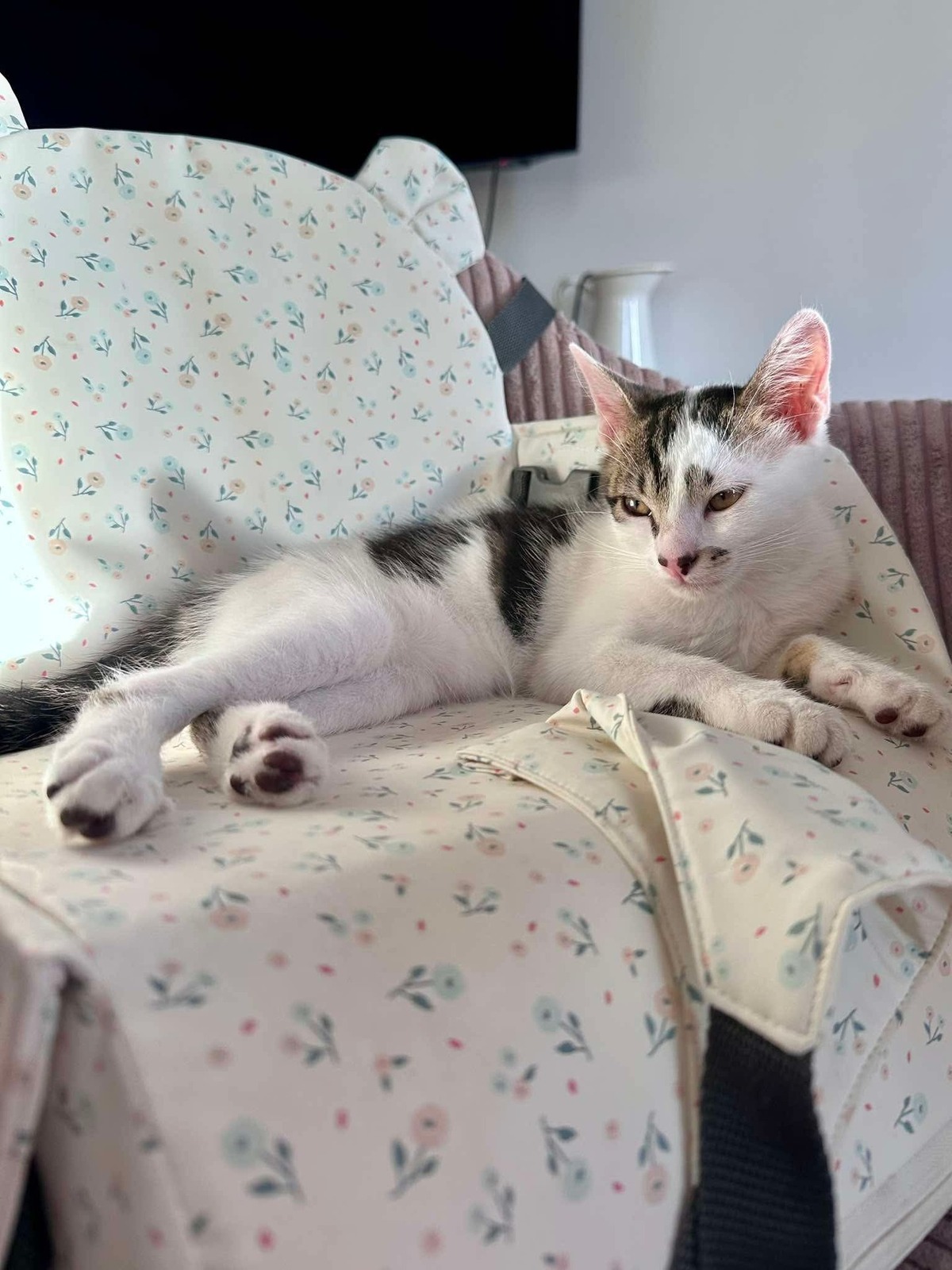 Adoption Newton 