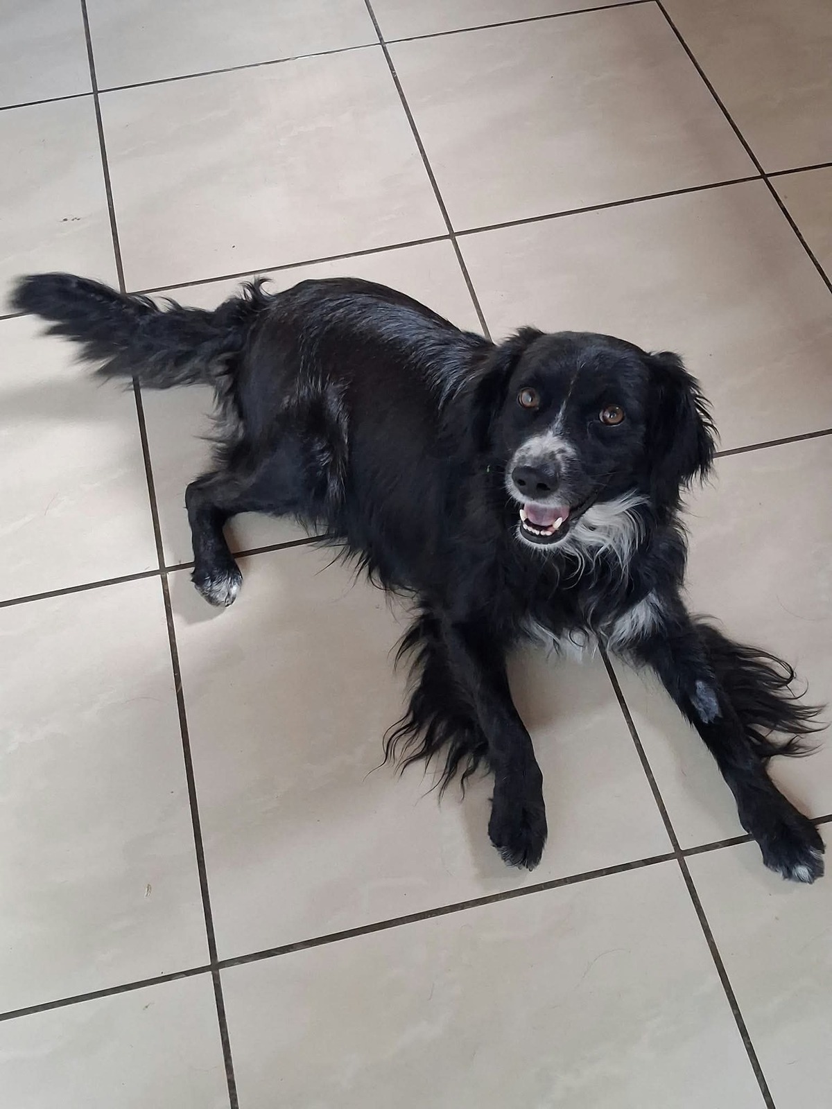 Adoption Ziggy