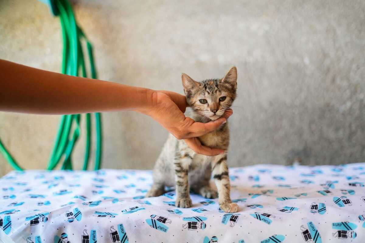 Adoption LIA