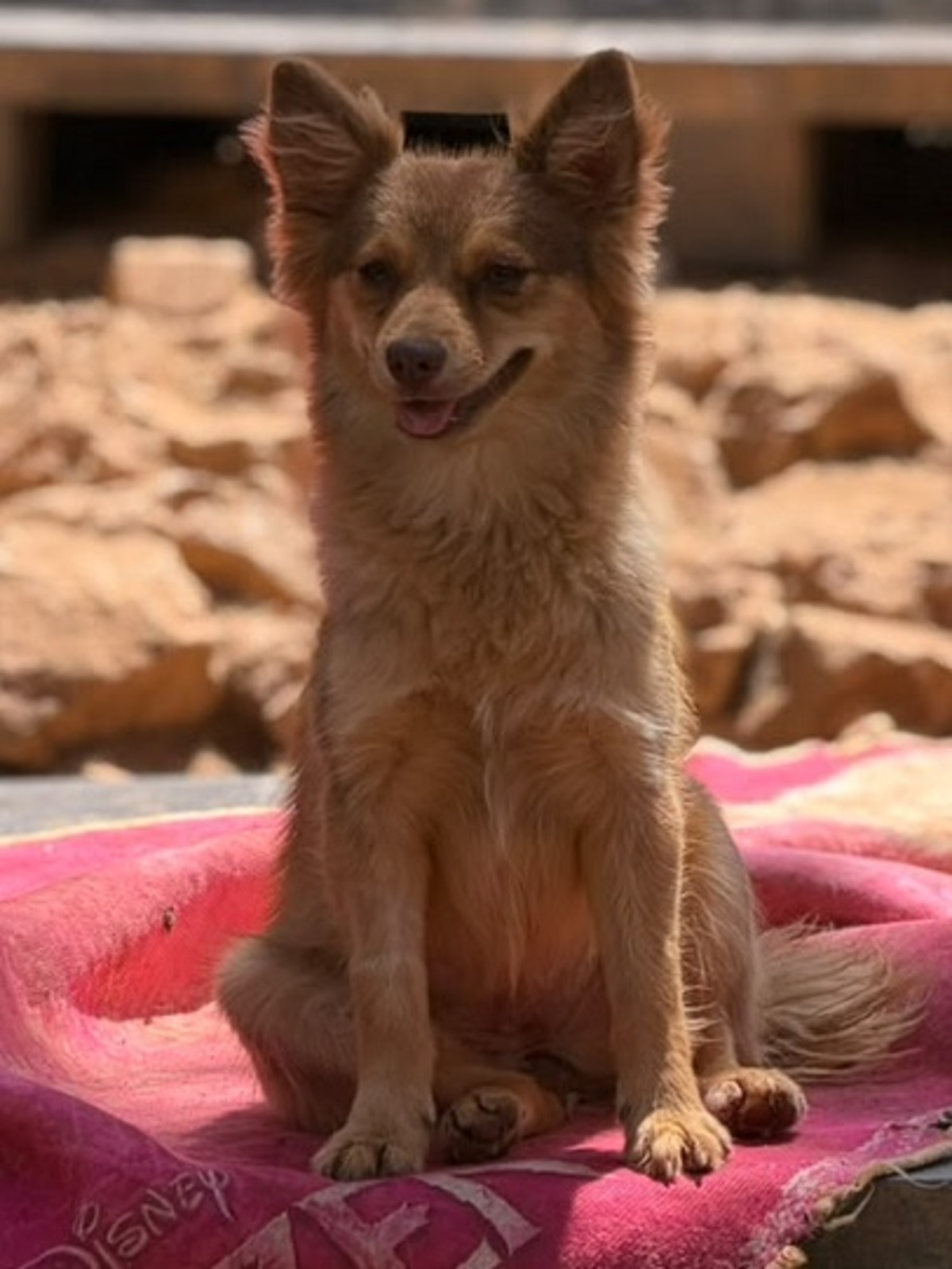 Adoption Olive