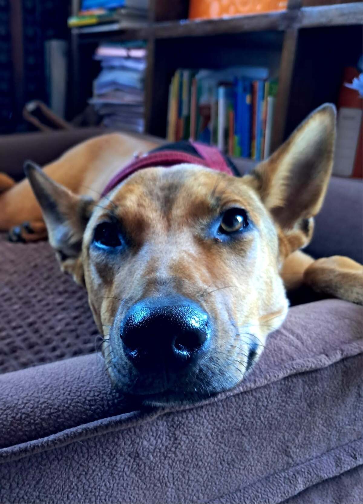 Adoption Zuka