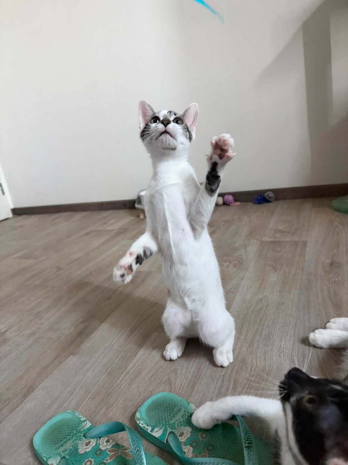 Adoption BAMBOU