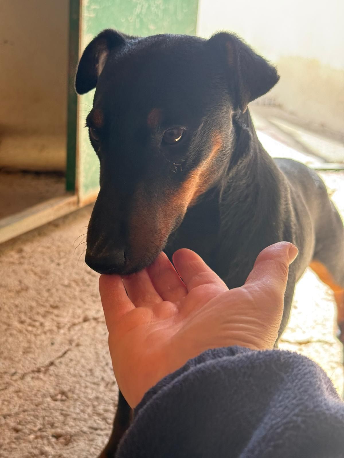 Adoption Gaspar