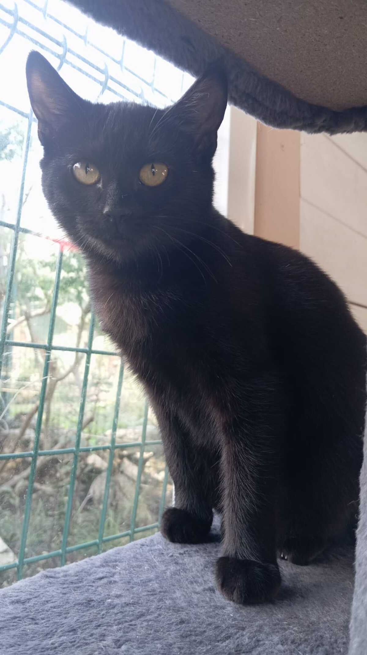Adoption Nougatine