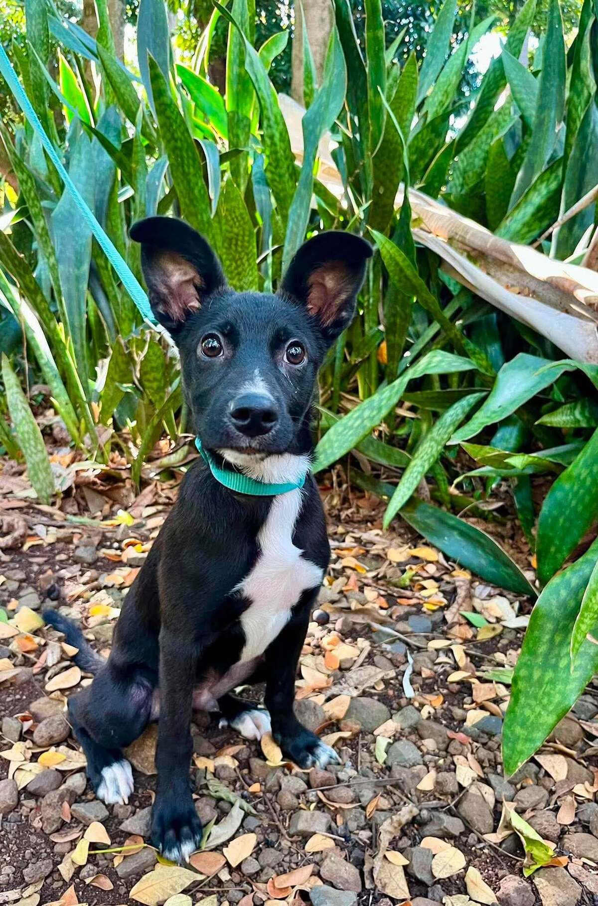 Adoption SAPHIR